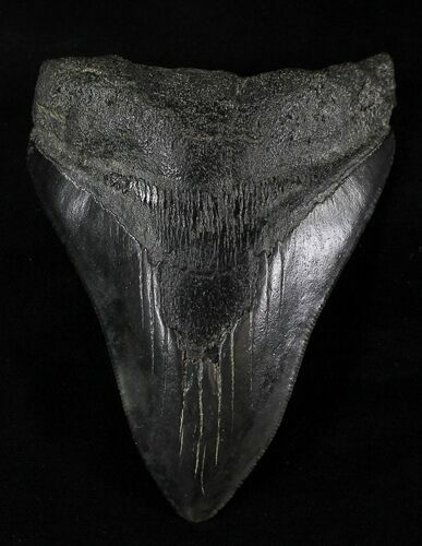 Bargain Megalodon Tooth - South Carolina #21957